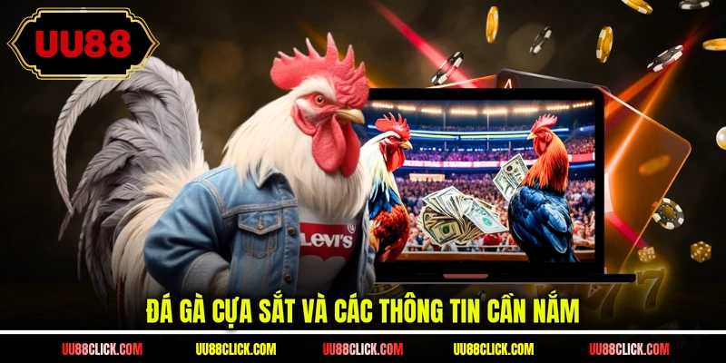 Đá gà cựa sắt và các thông tin cần nắm